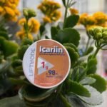 Icariin 98% 1000mg - Chiết xuất Dâm Dương Hoắc cô đặc